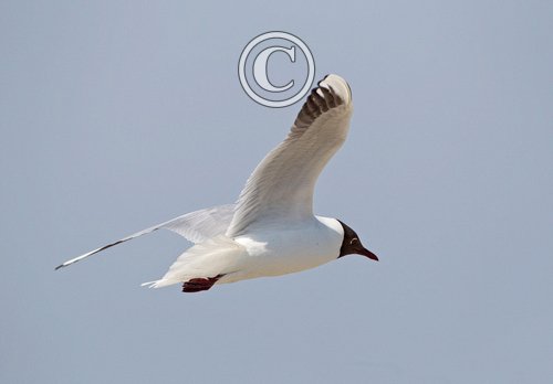Black- Headed Gull DM1501